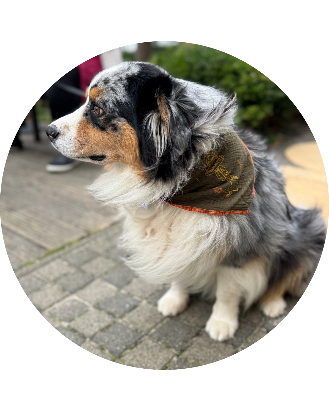 MusselinTuch für Hunde