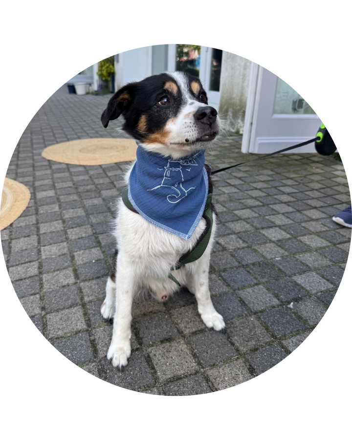 MusselinTuch für Hunde